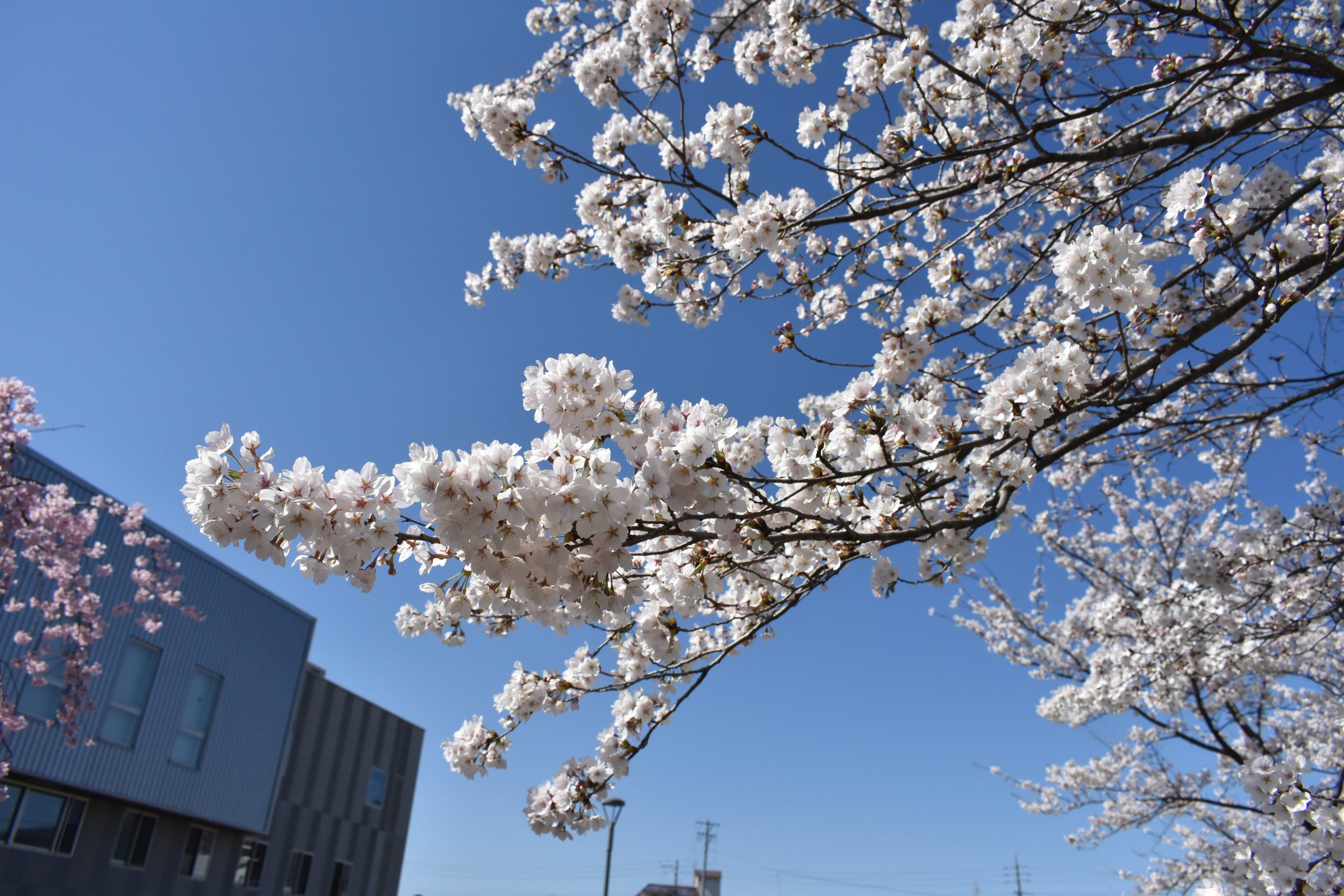 西公園の桜がただいま満開